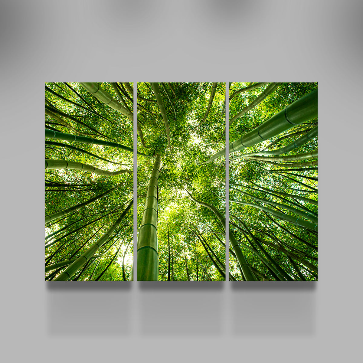 Canopy in Pisa Italy Wall Art