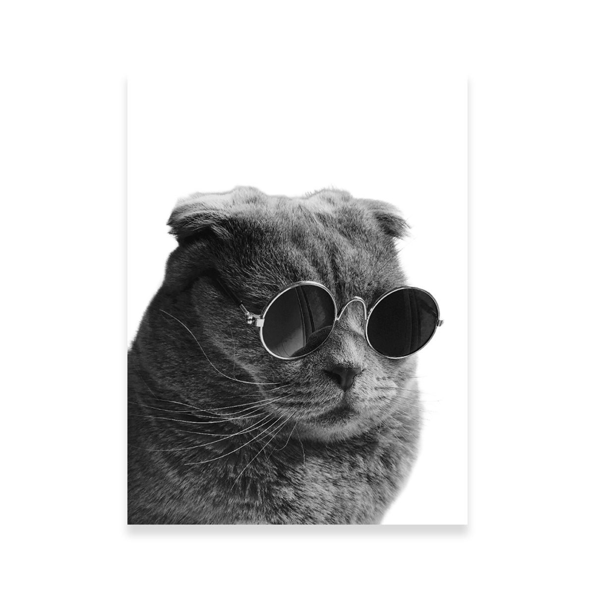 Cat Cool Wall Art