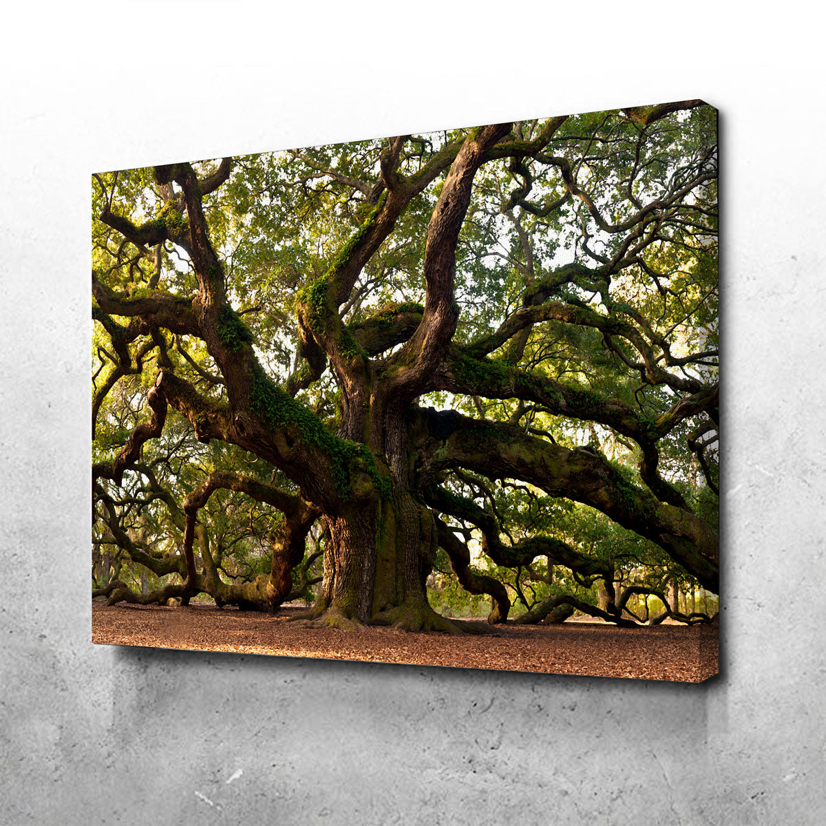 Charleston Angel Oak Canvas Set