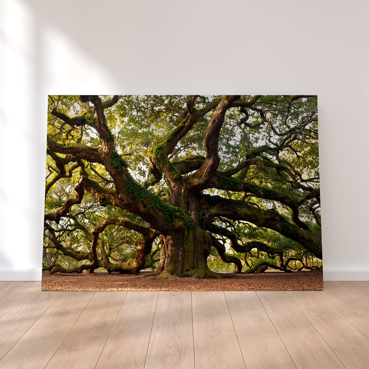 Charleston Angel Oak Canvas Set