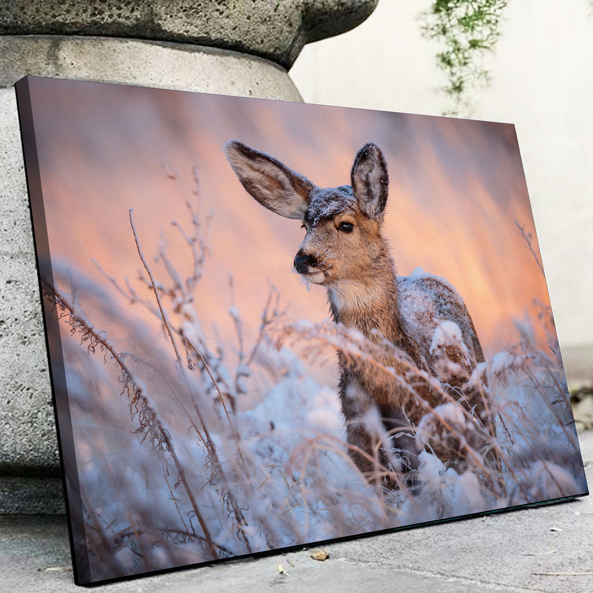 Colorado Doe Wall Art