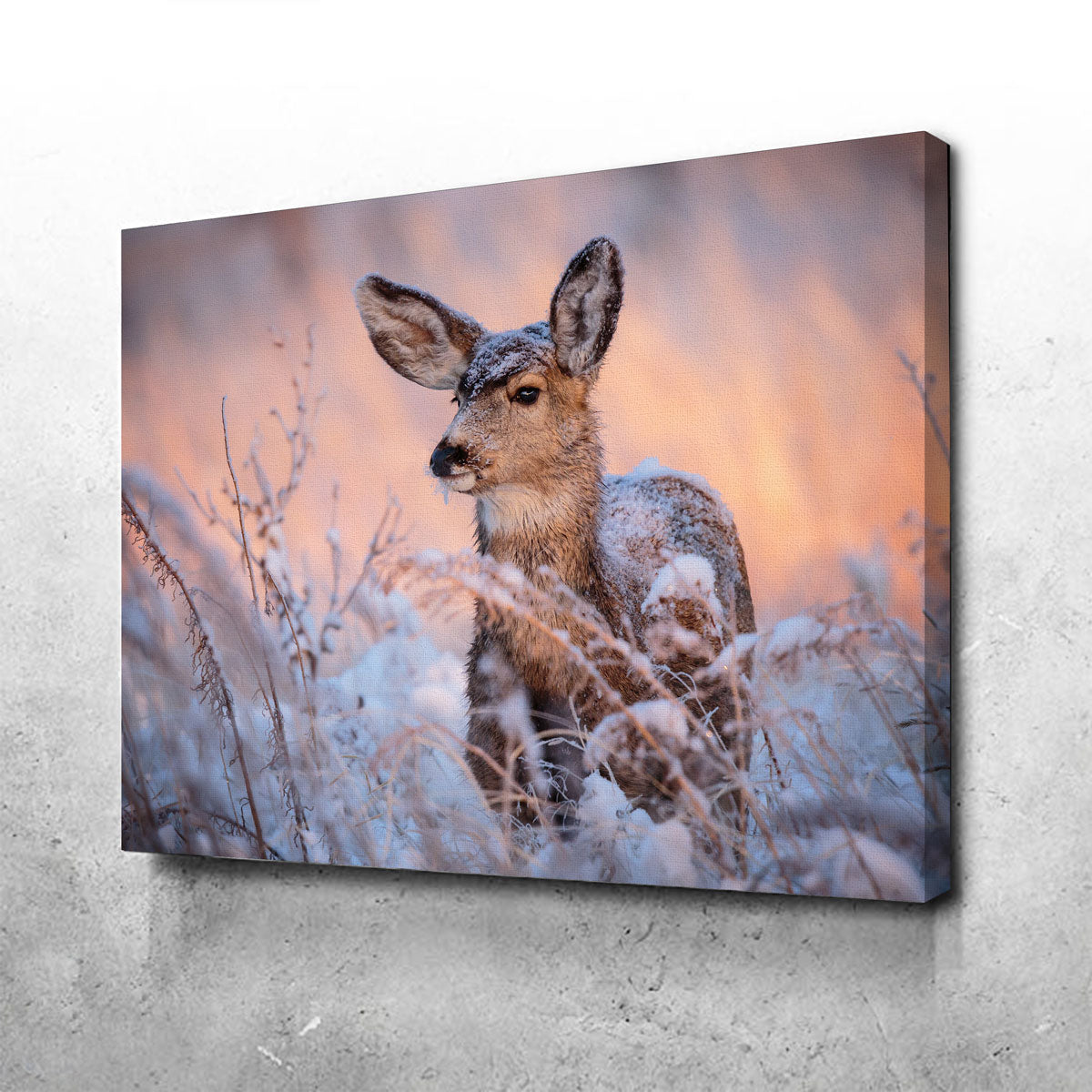 Colorado Doe Wall Art