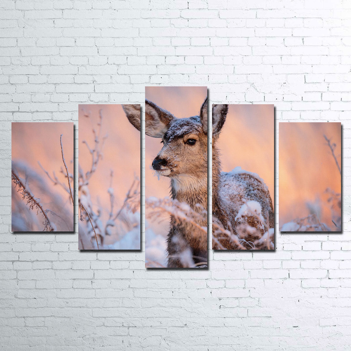 Colorado Doe Wall Art