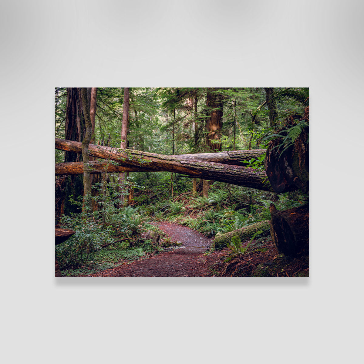 Crossed Trees Wall Art
