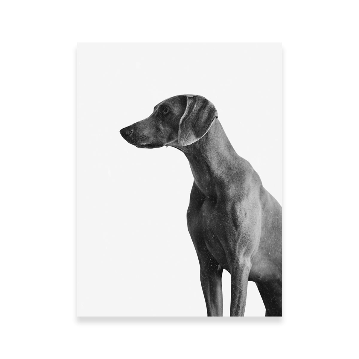 Gazing Dog Wall Art