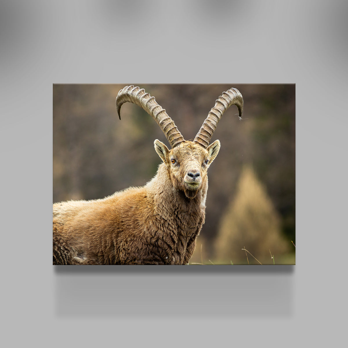 Face à Face Wall Art