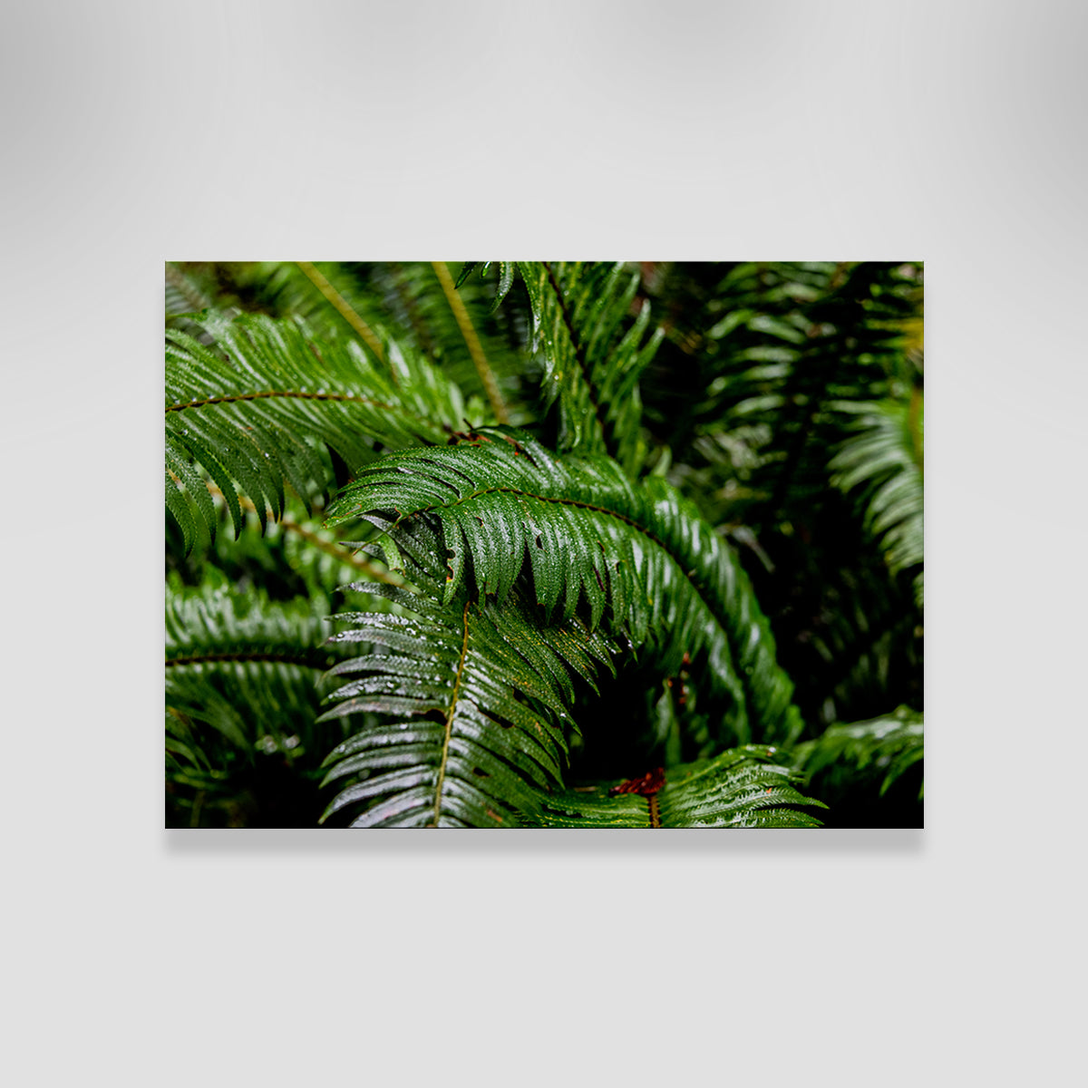 Fern Leaves Wall Art