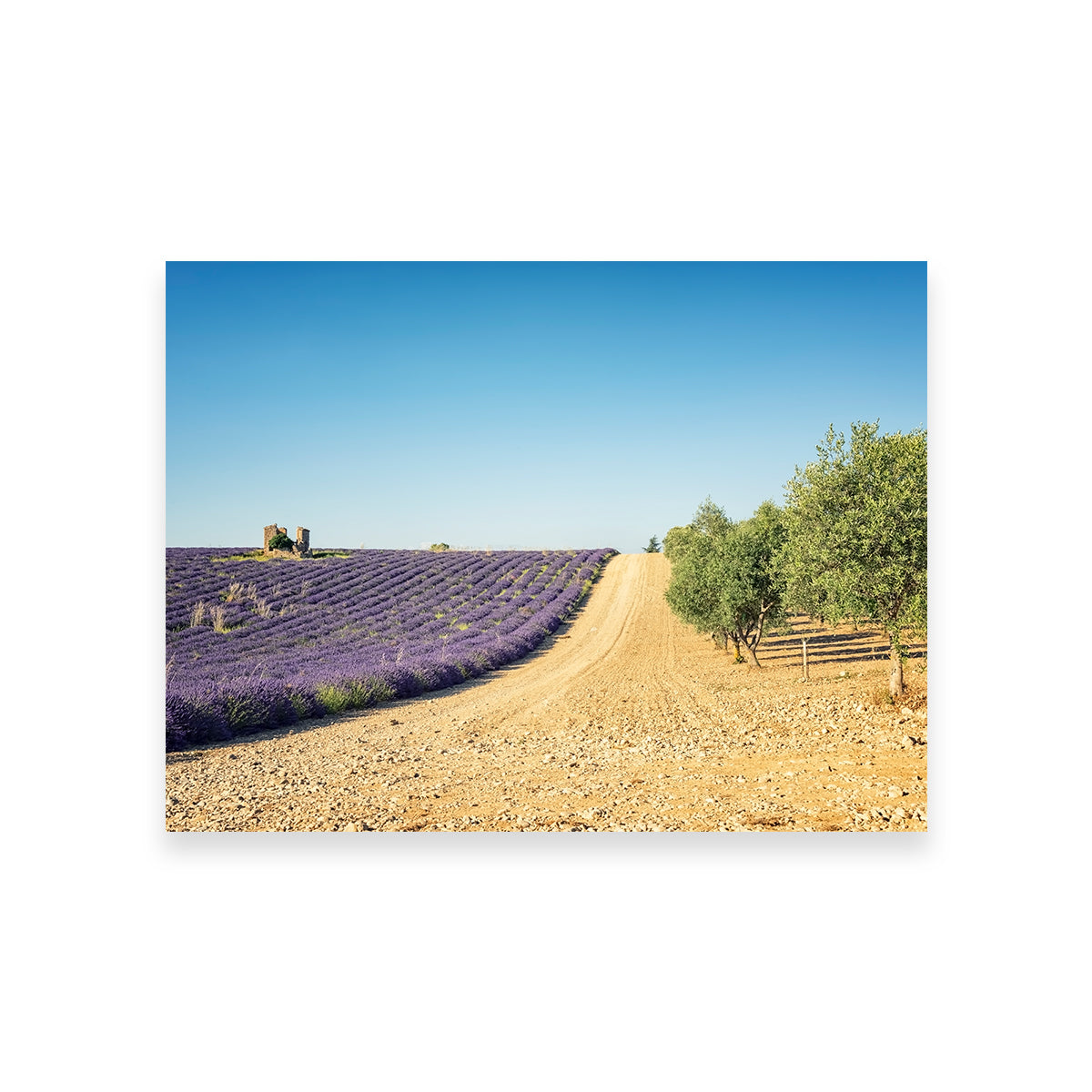Fields In Provence