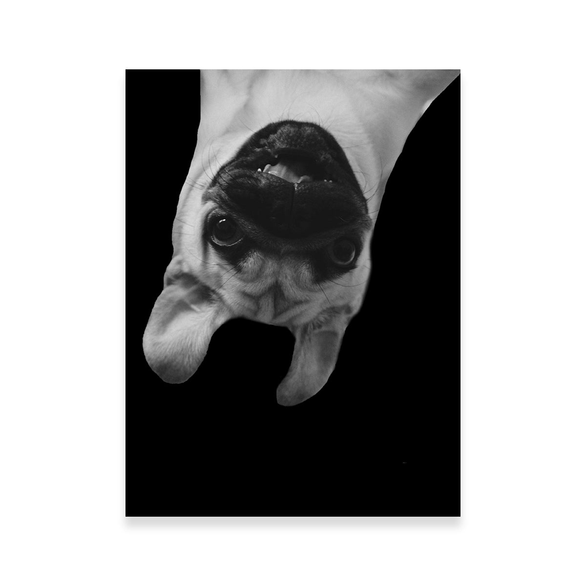 Funny Pug Dog