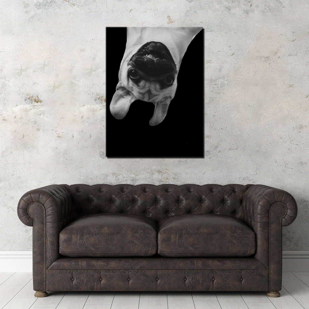 Funny Pug Dog