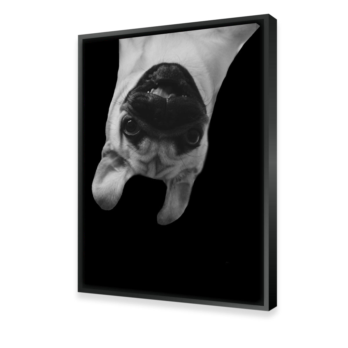 Funny Pug Dog