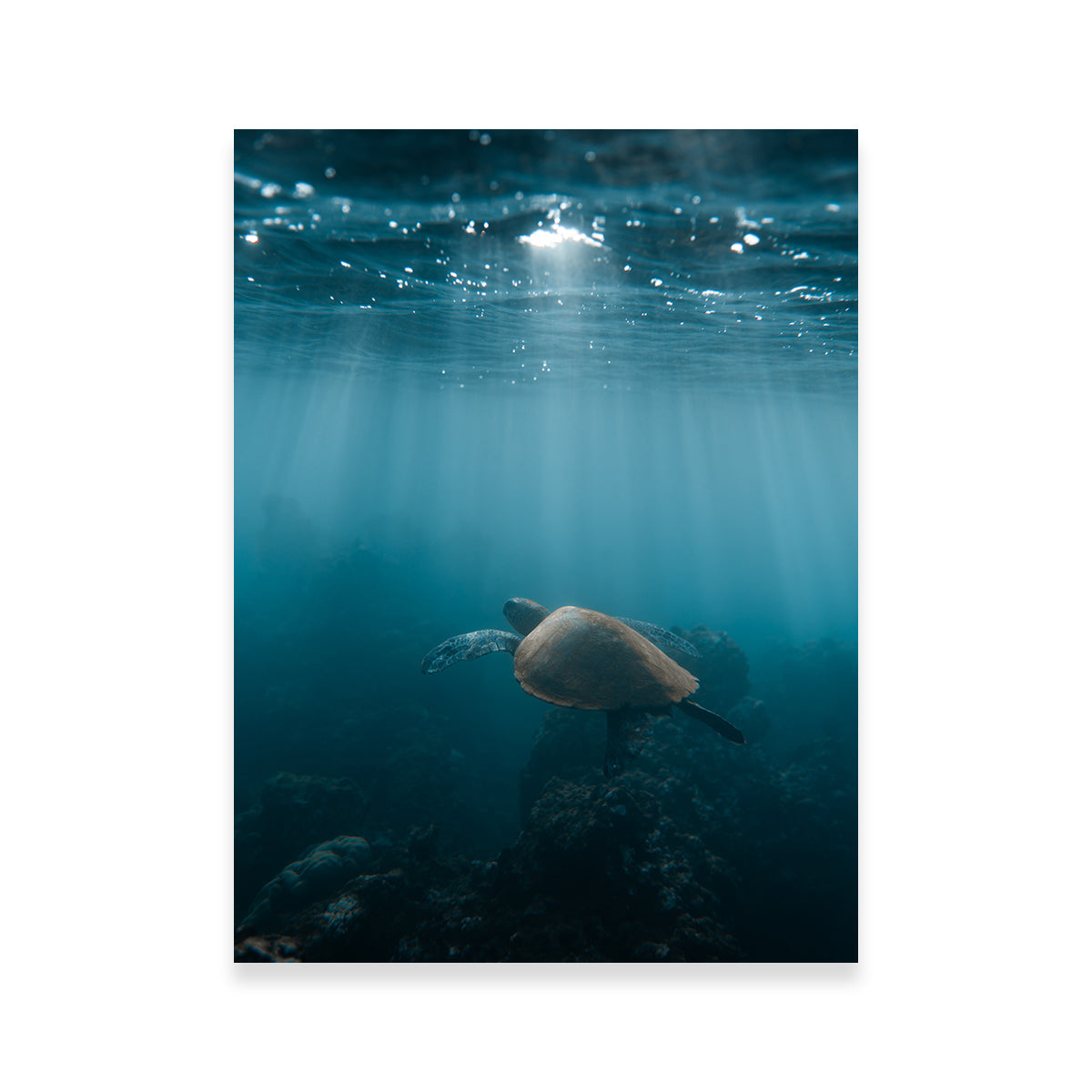 Hawaii Turtle Wall Art