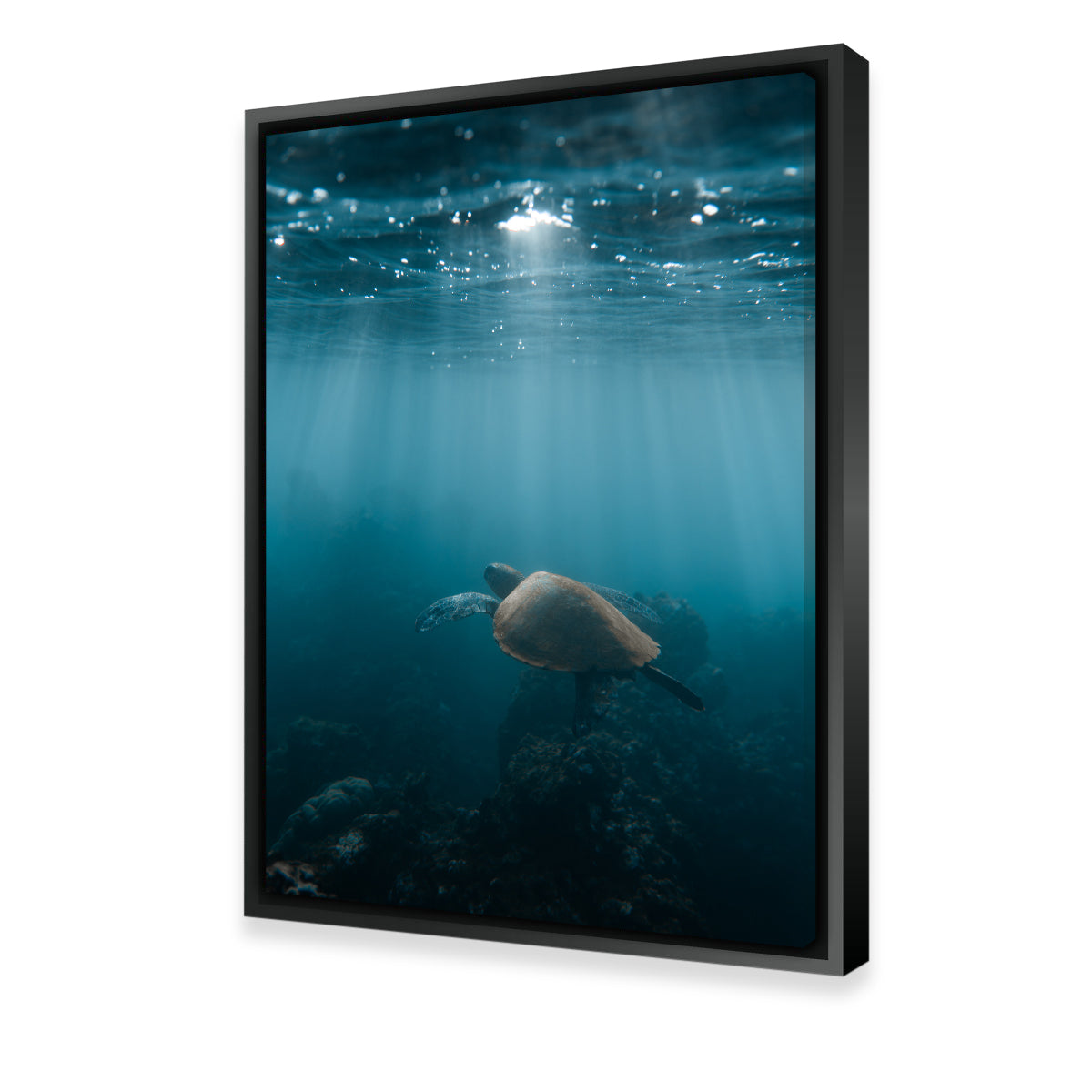 Hawaii Turtle Wall Art
