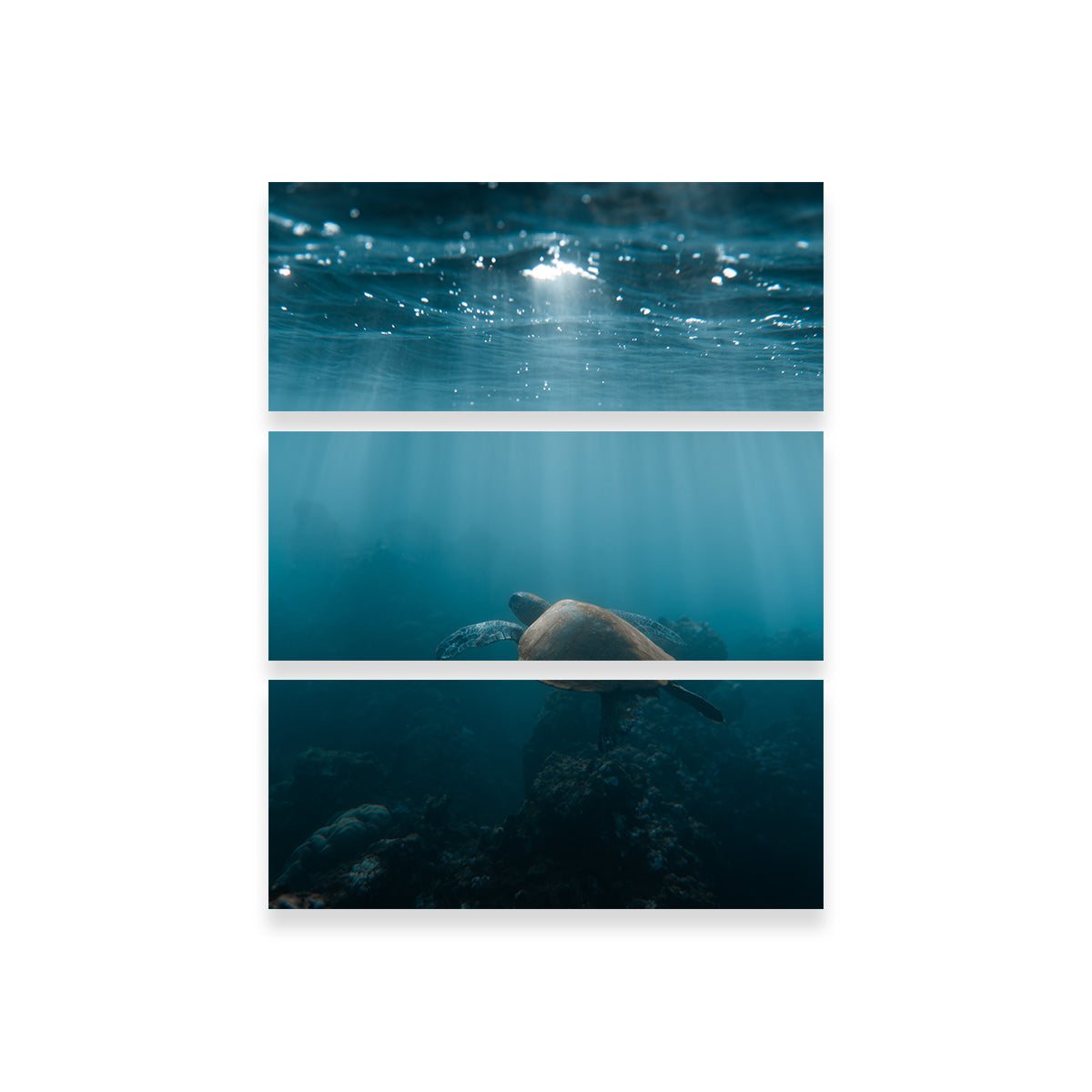 Hawaii Turtle Wall Art
