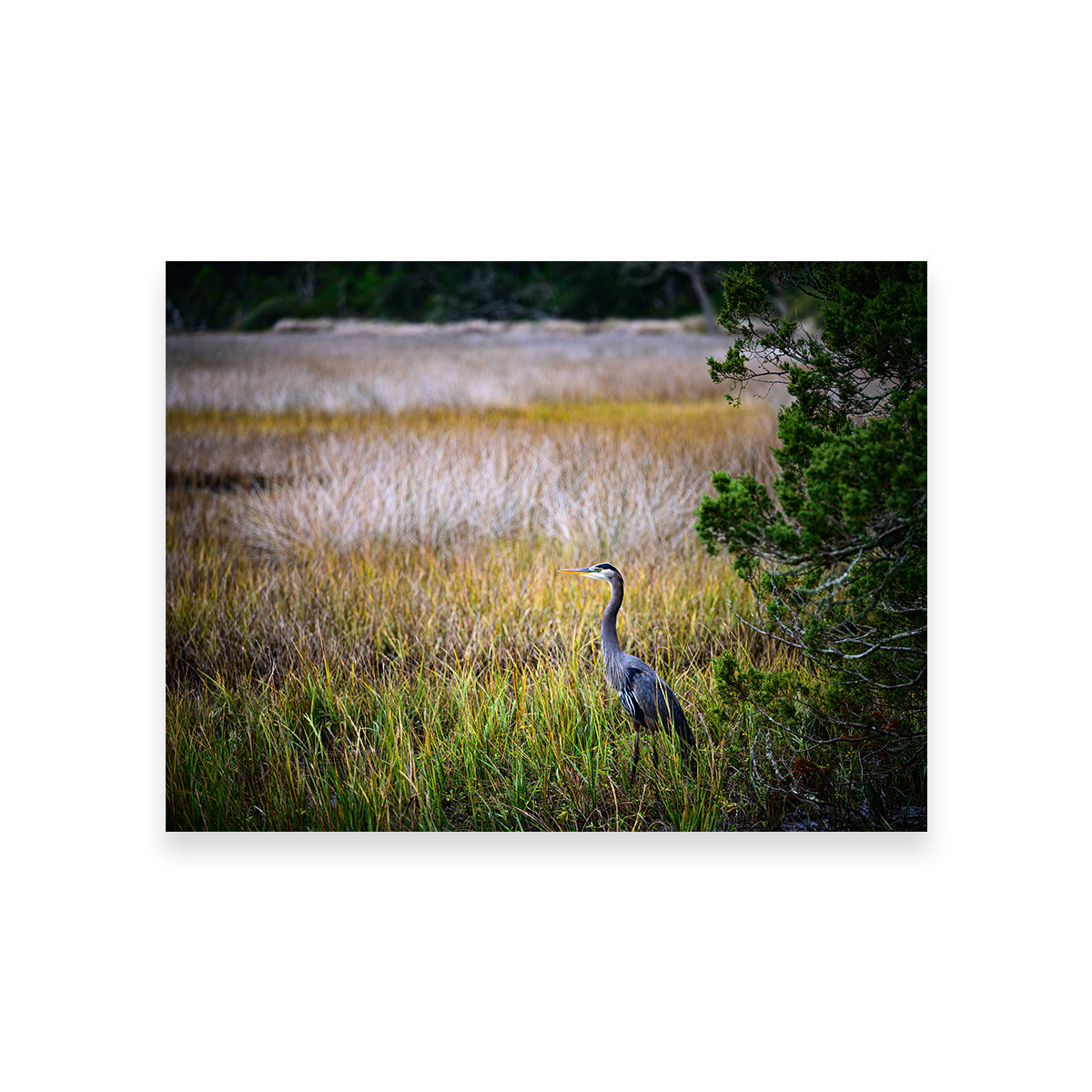 Heron Jekyll Island Wall Art