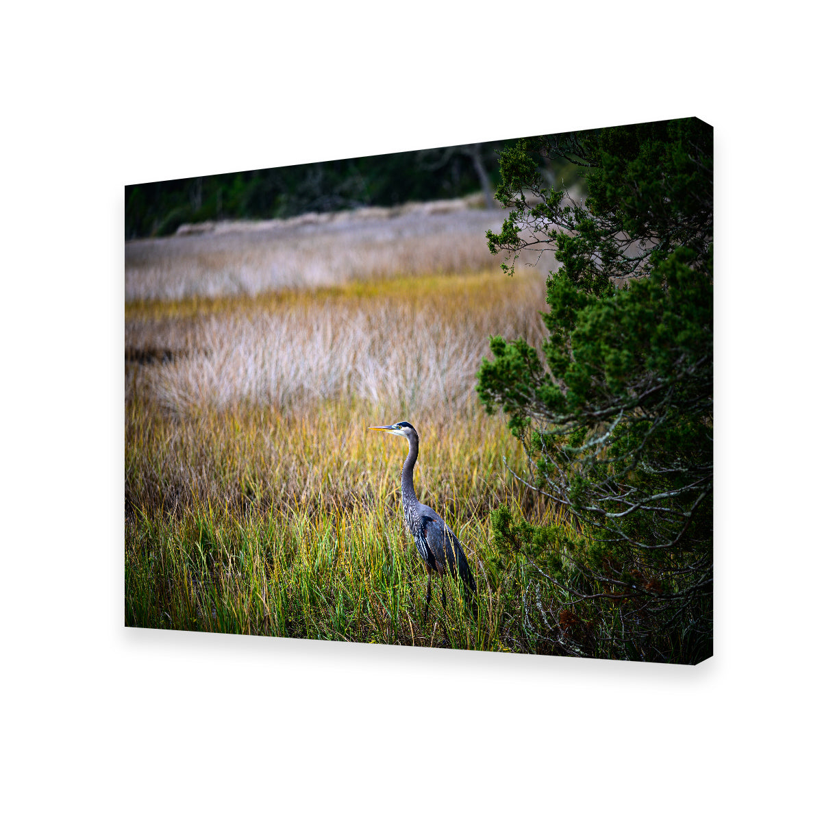 Heron Jekyll Island Wall Art