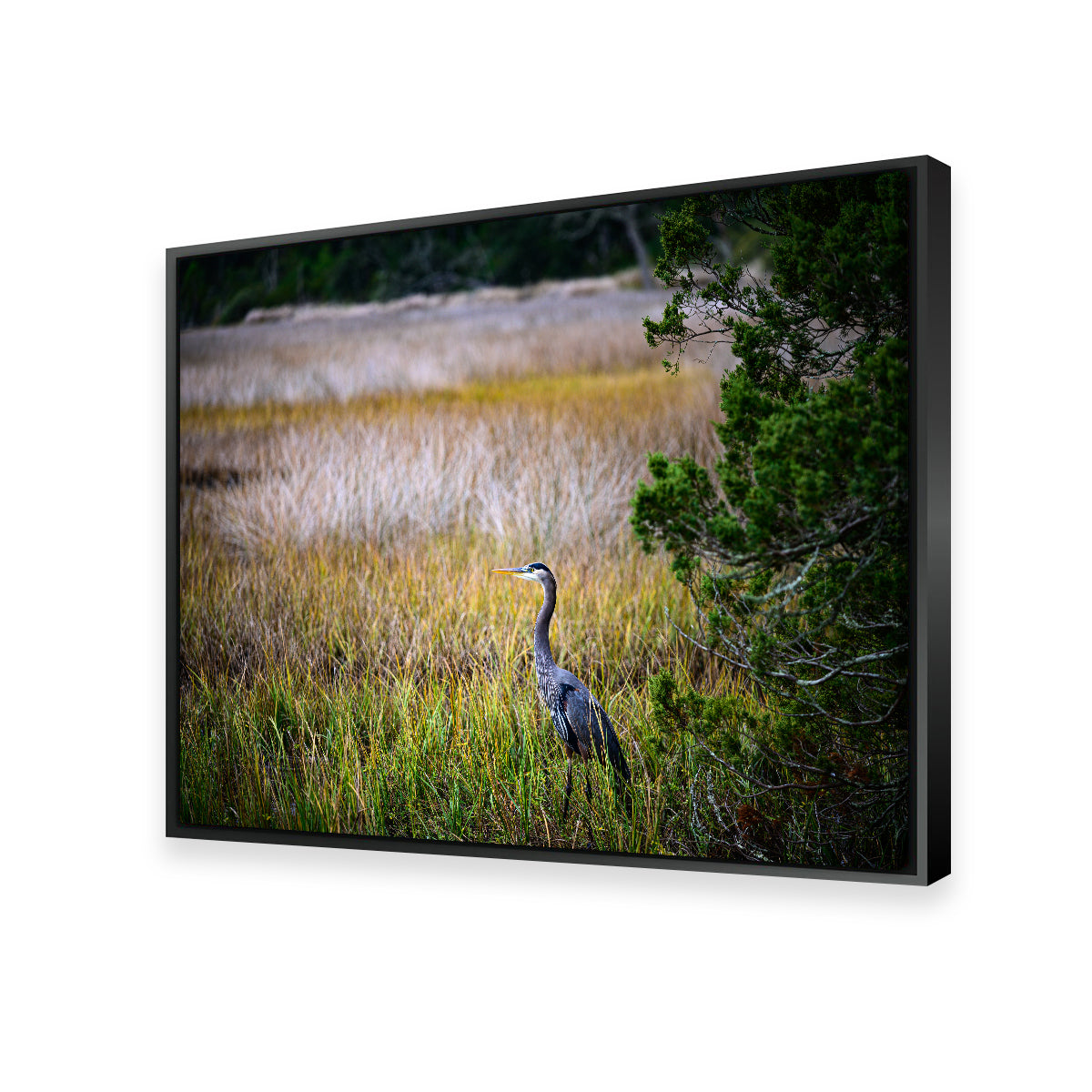 Heron Jekyll Island Wall Art