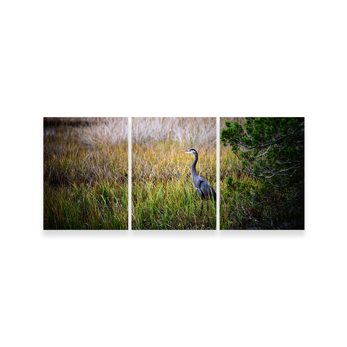 Heron Jekyll Island Wall Art