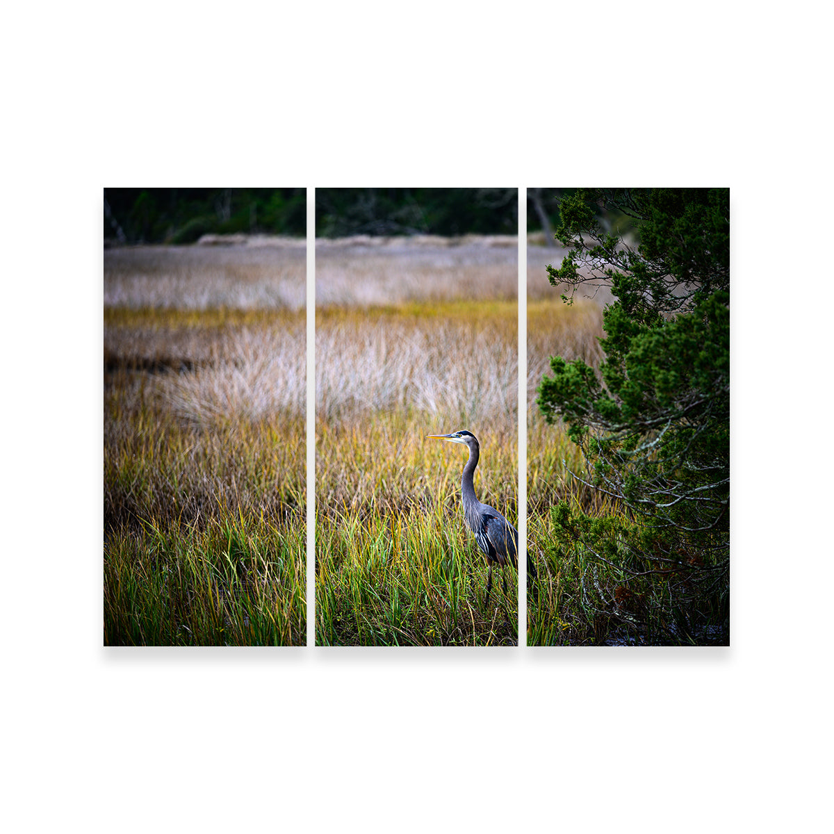 Heron Jekyll Island Wall Art