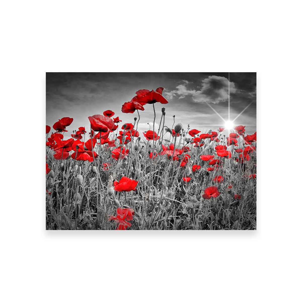 Idyllic Field of Poppies with Sun