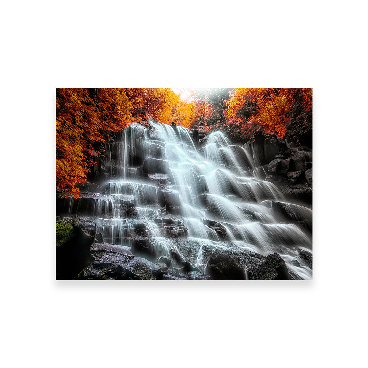 Into The Wood Wall Art
