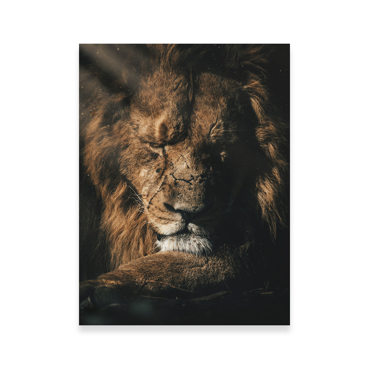 Lion Sleeping Wall Art