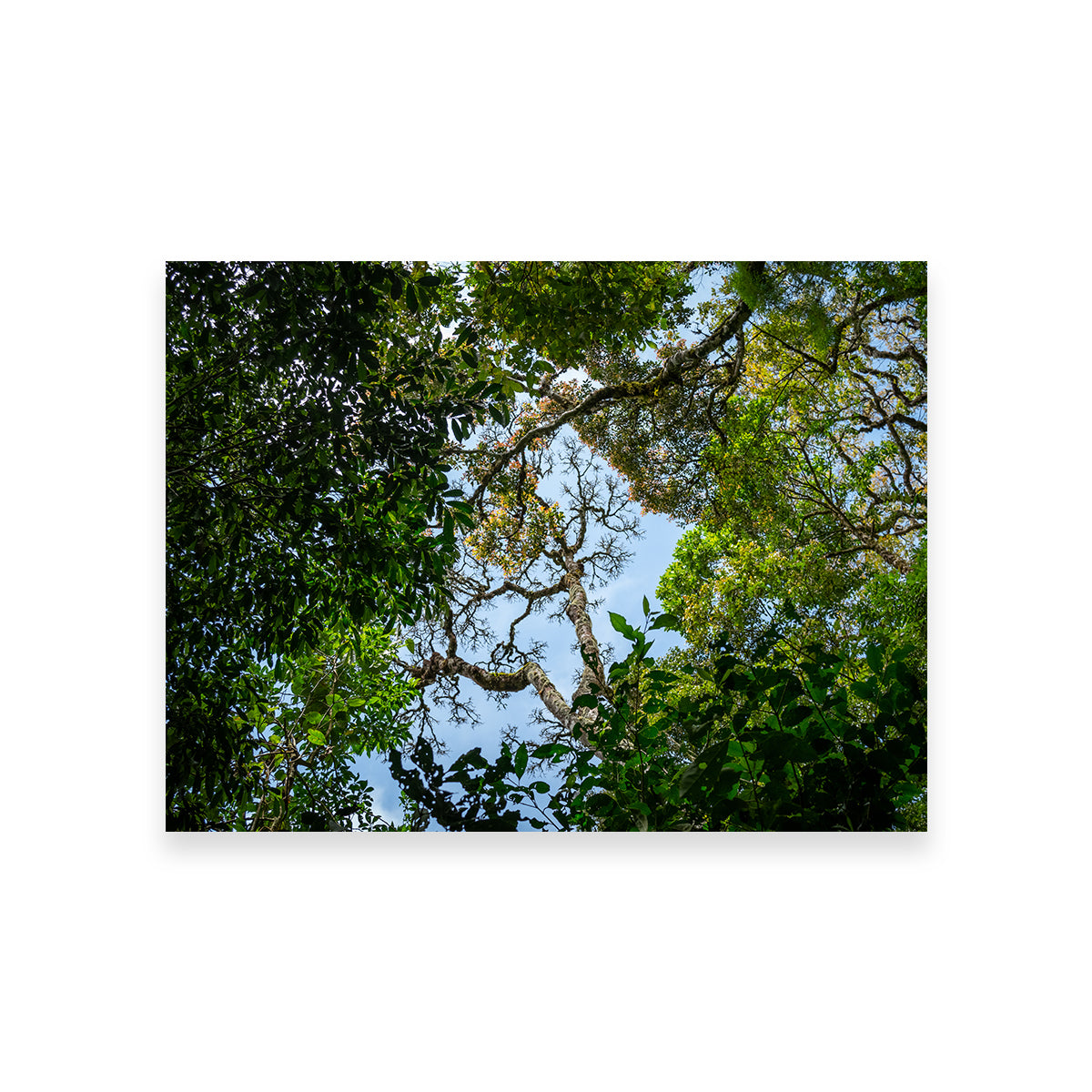 Look Up in the Forest Wall Art