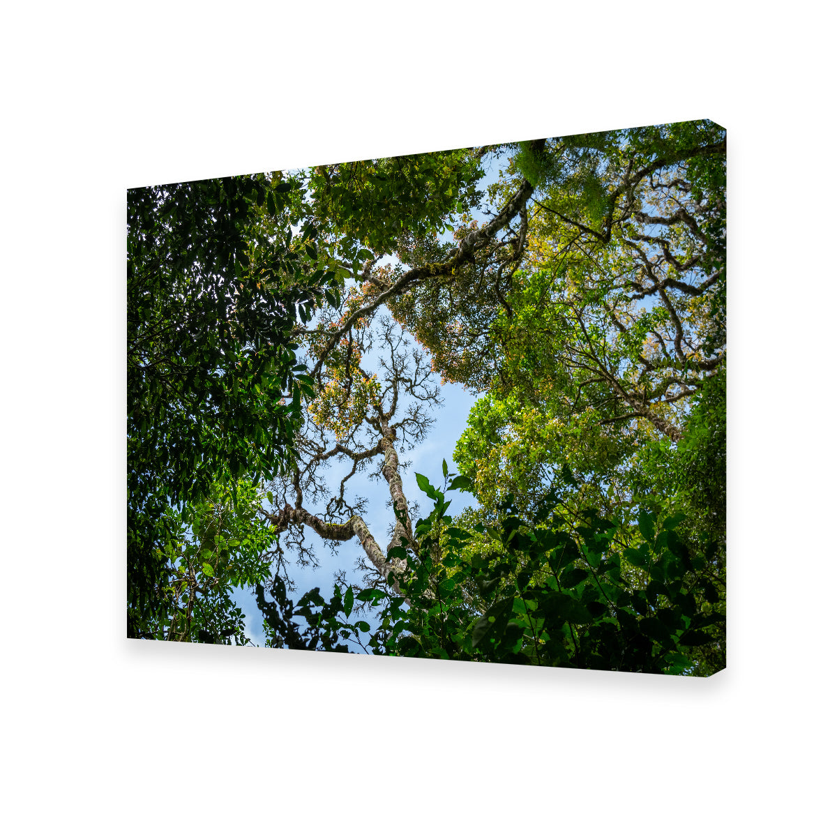 Look Up in the Forest Wall Art