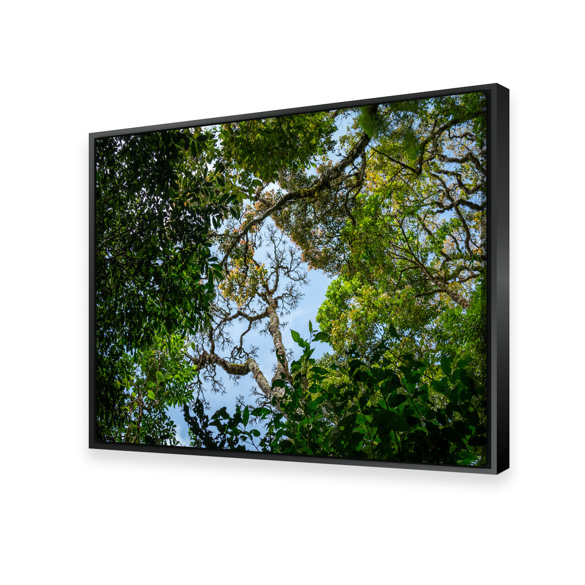 Look Up in the Forest Wall Art