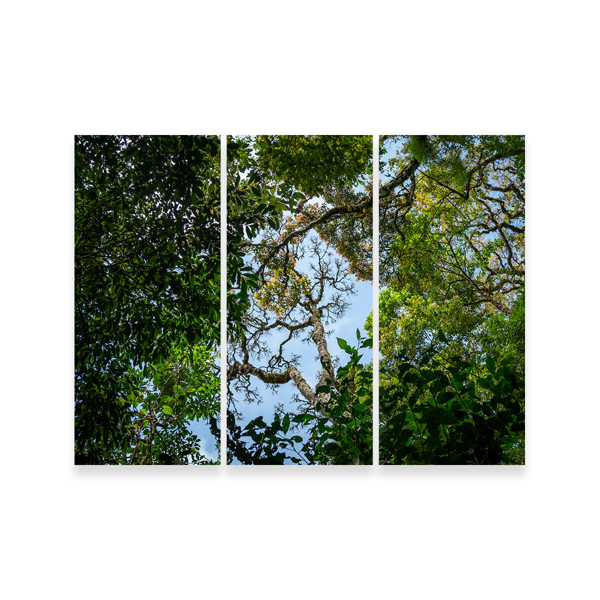 Look Up in the Forest Wall Art