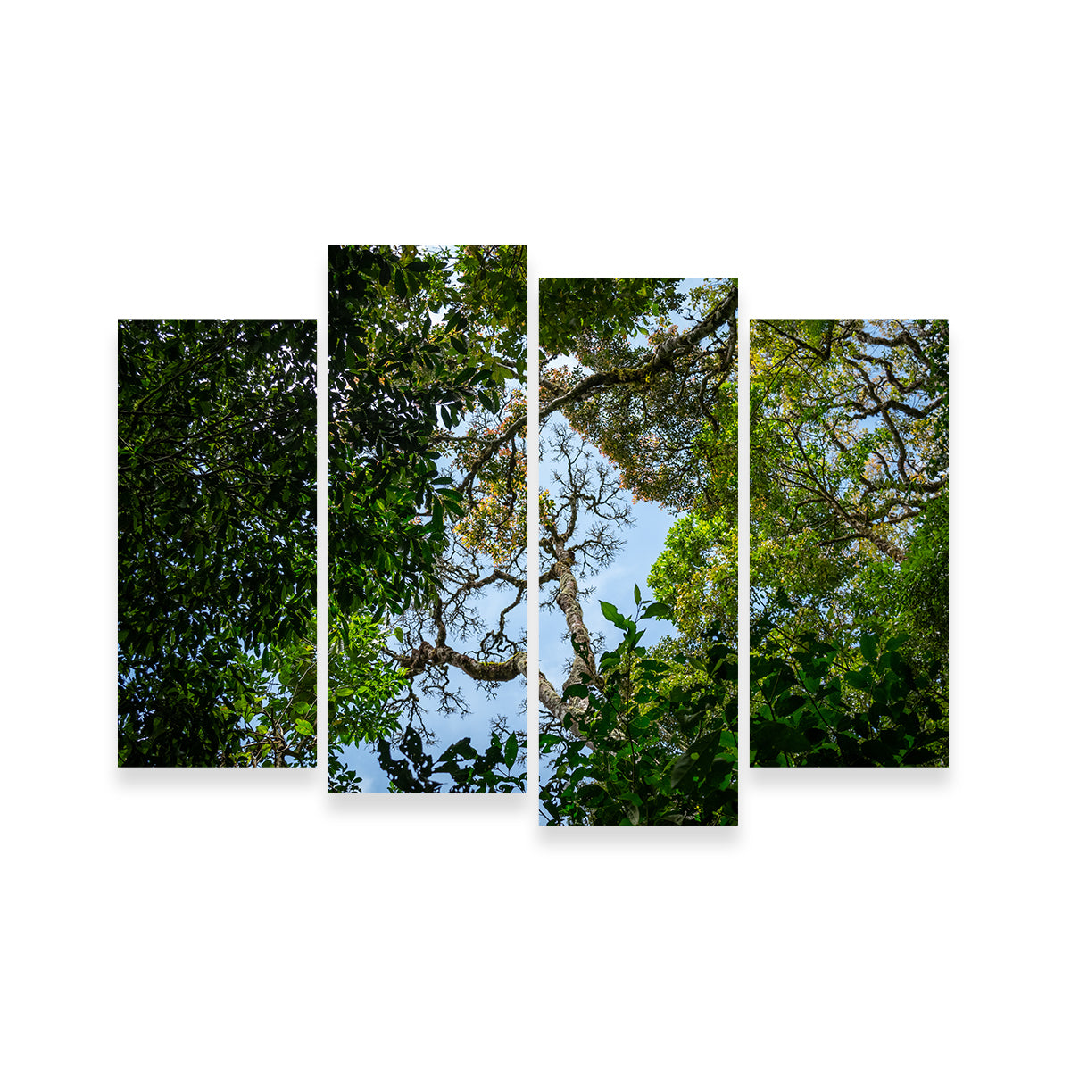 Look Up in the Forest Wall Art
