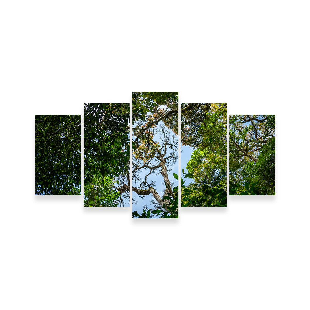 Look Up in the Forest Wall Art