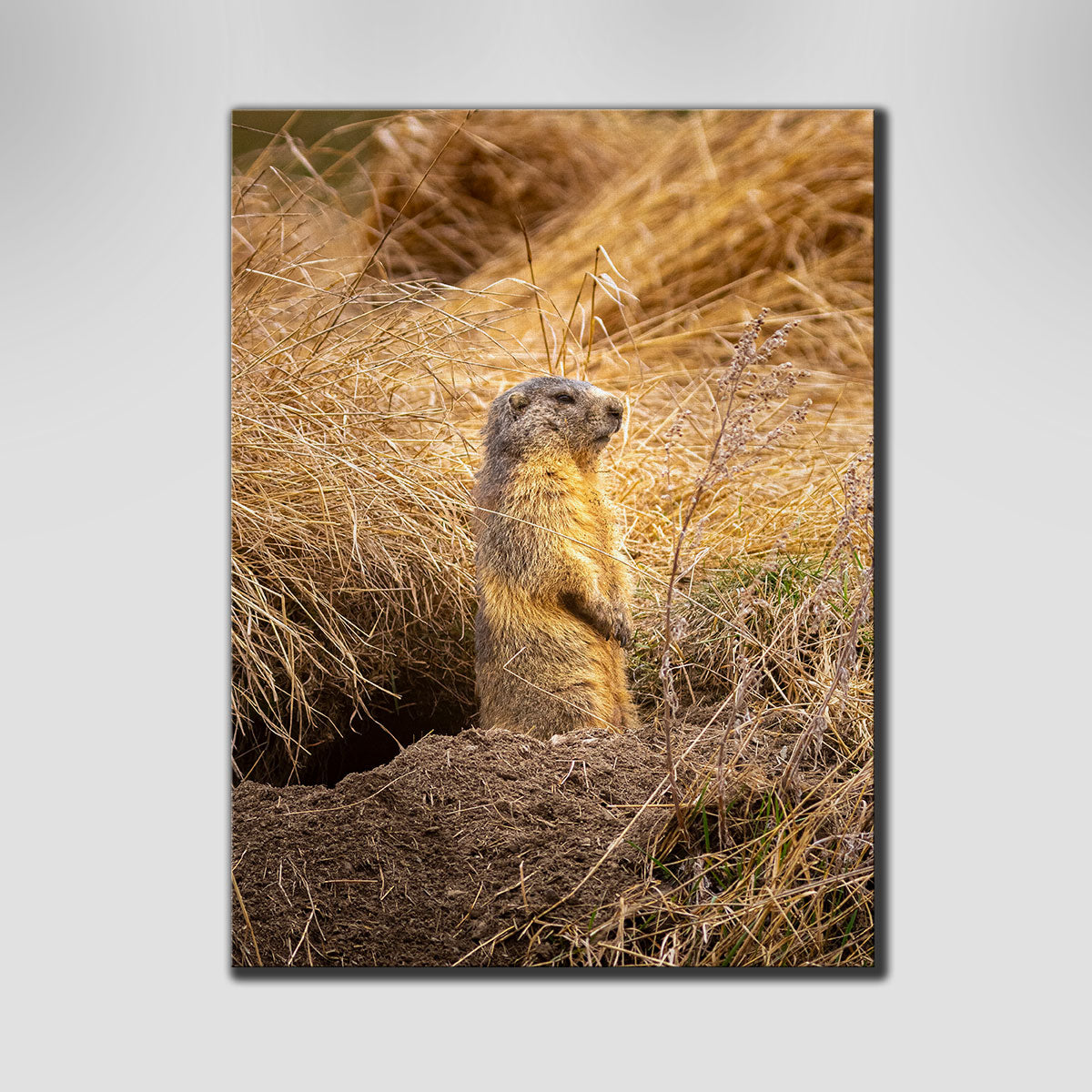 Marmotte du Queyras Wall Art