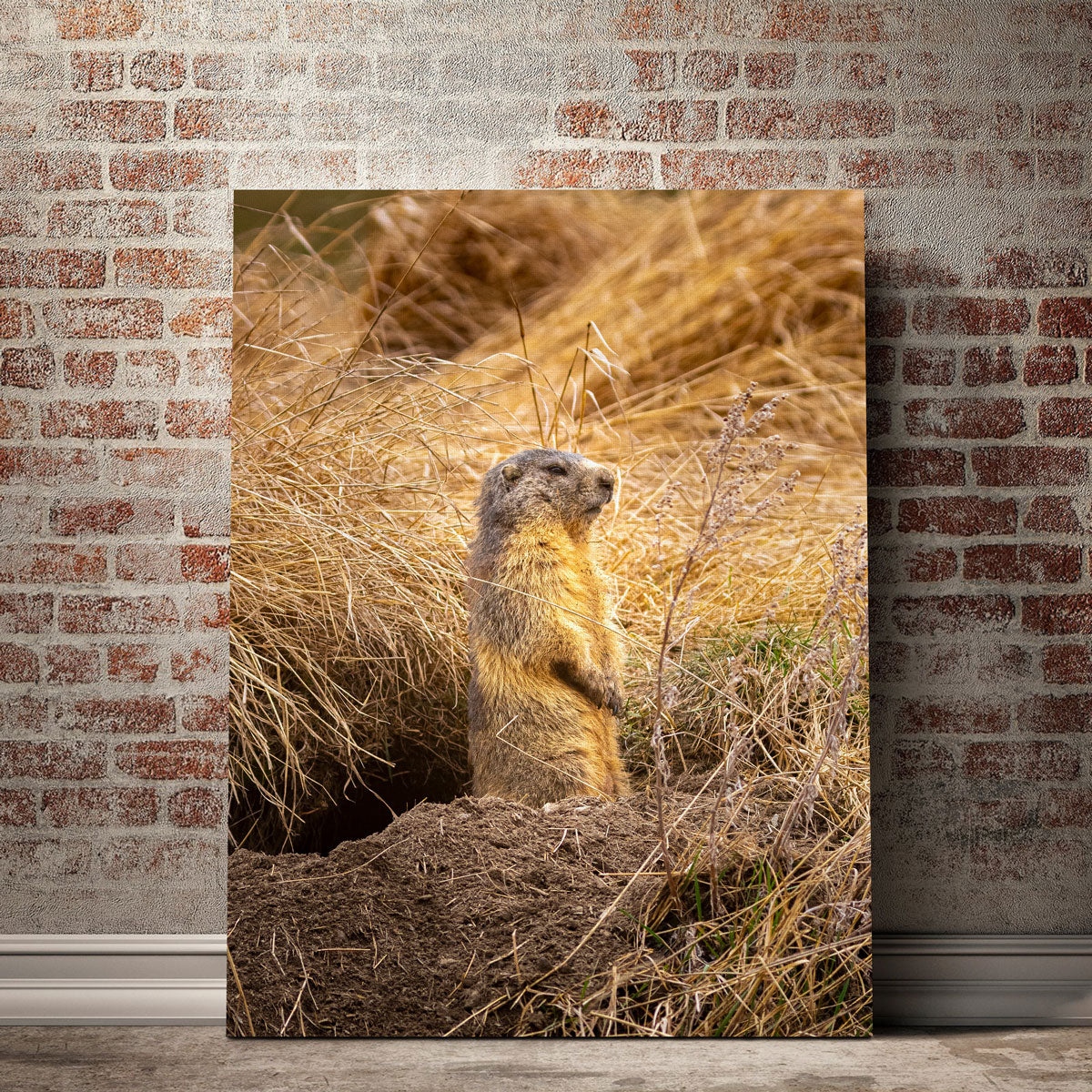 Marmotte du Queyras Wall Art