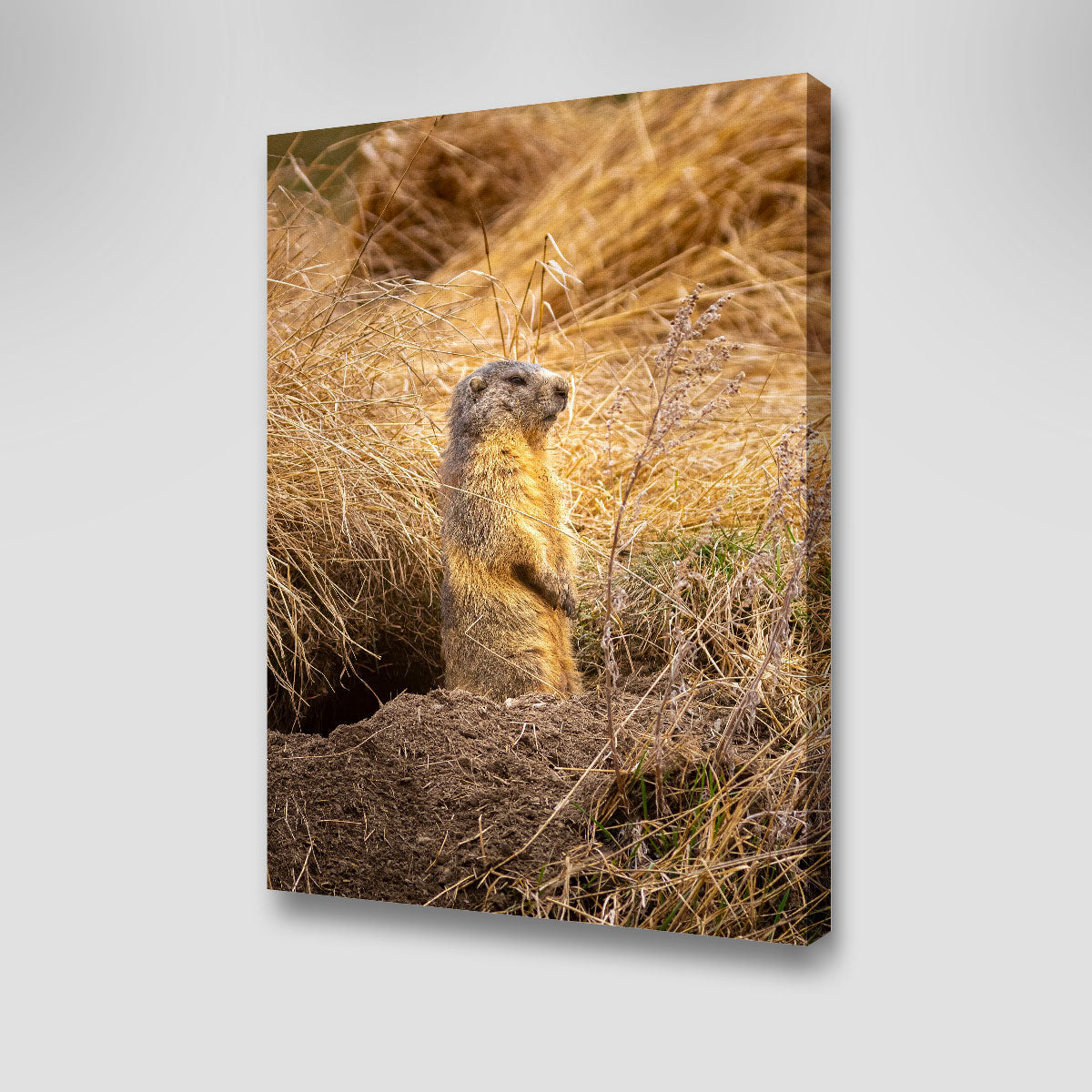 Marmotte du Queyras Wall Art