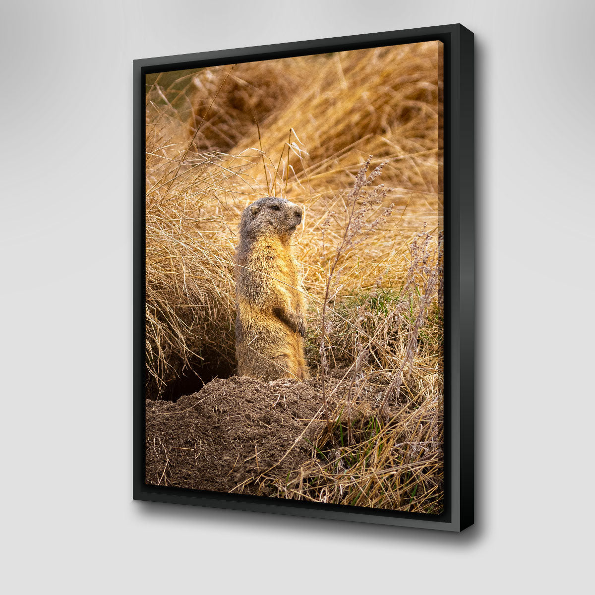 Marmotte du Queyras Wall Art