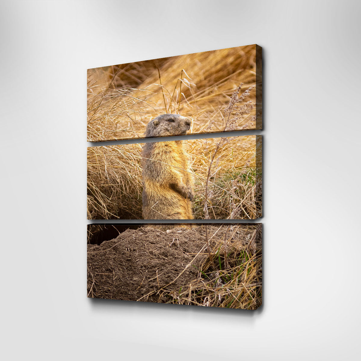 Marmotte du Queyras Wall Art