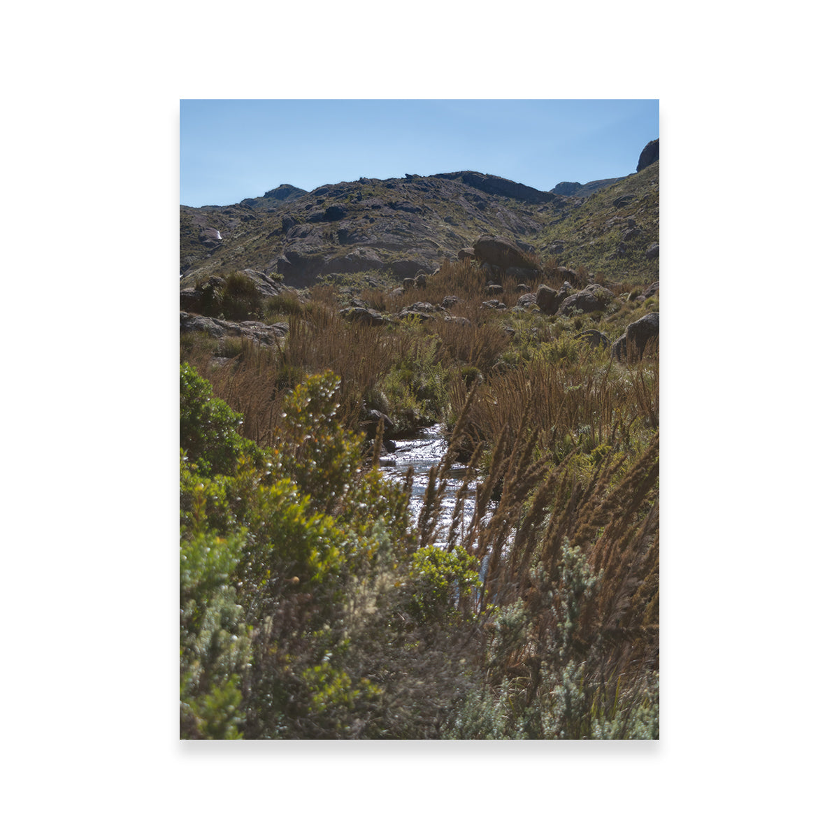Path - Itatiaia National Park Brazil Wall Art