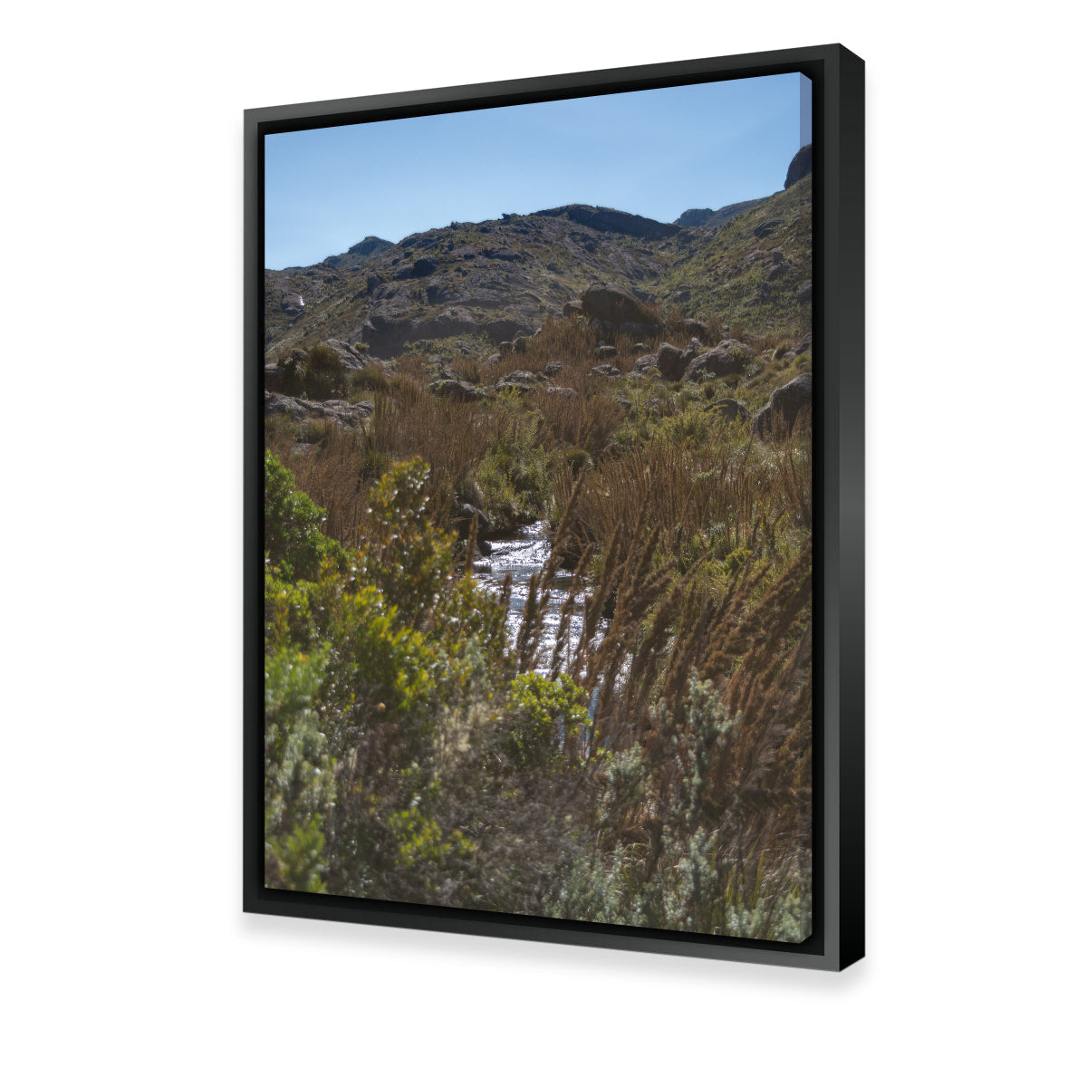 Path - Itatiaia National Park Brazil Wall Art