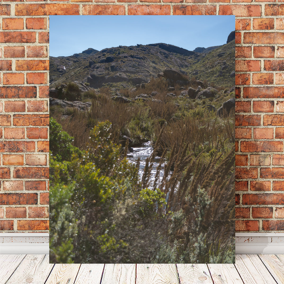Path - Itatiaia National Park Brazil Wall Art