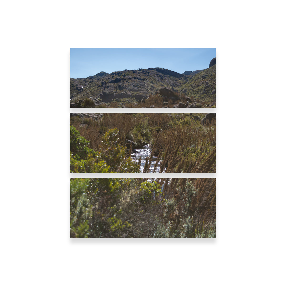 Path - Itatiaia National Park Brazil Wall Art