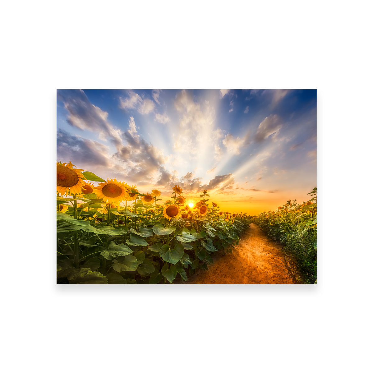 Path Through the Sunflower Field Wall Art