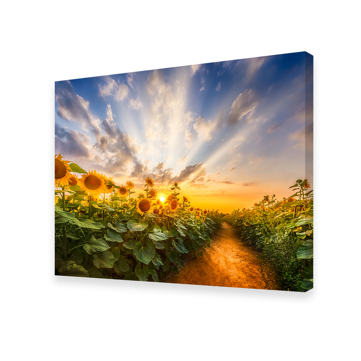 Path Through the Sunflower Field Wall Art