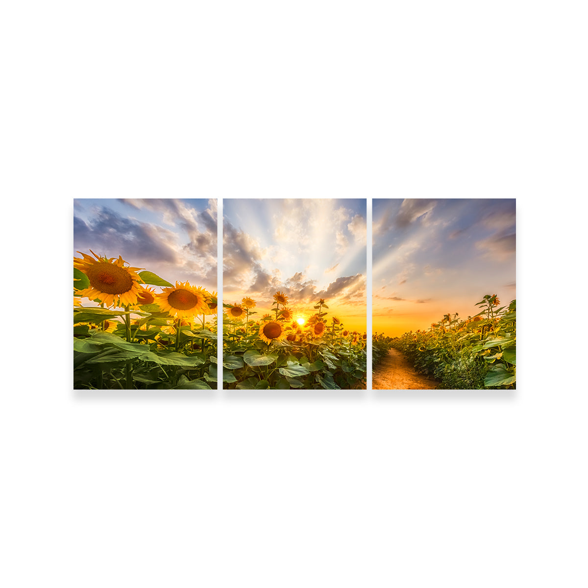Path Through the Sunflower Field Wall Art