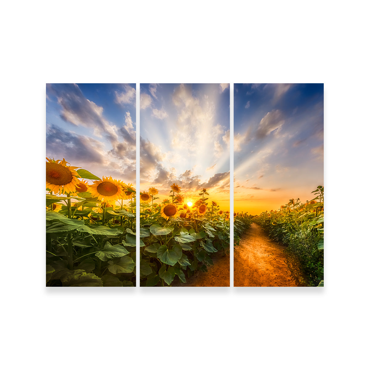 Path Through the Sunflower Field Wall Art