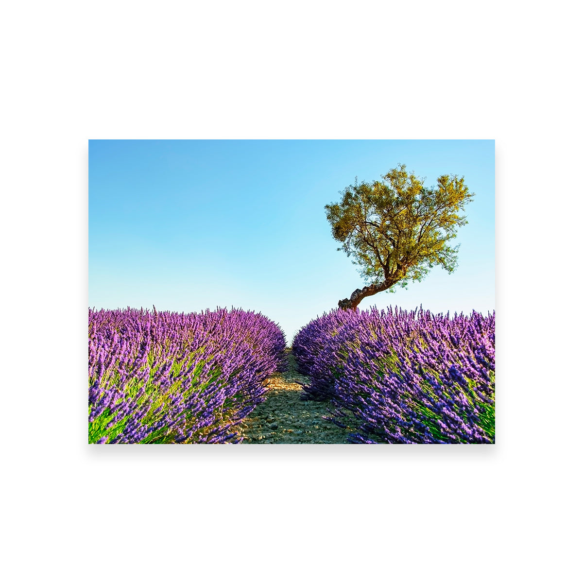 Provence Landscape Wall Art