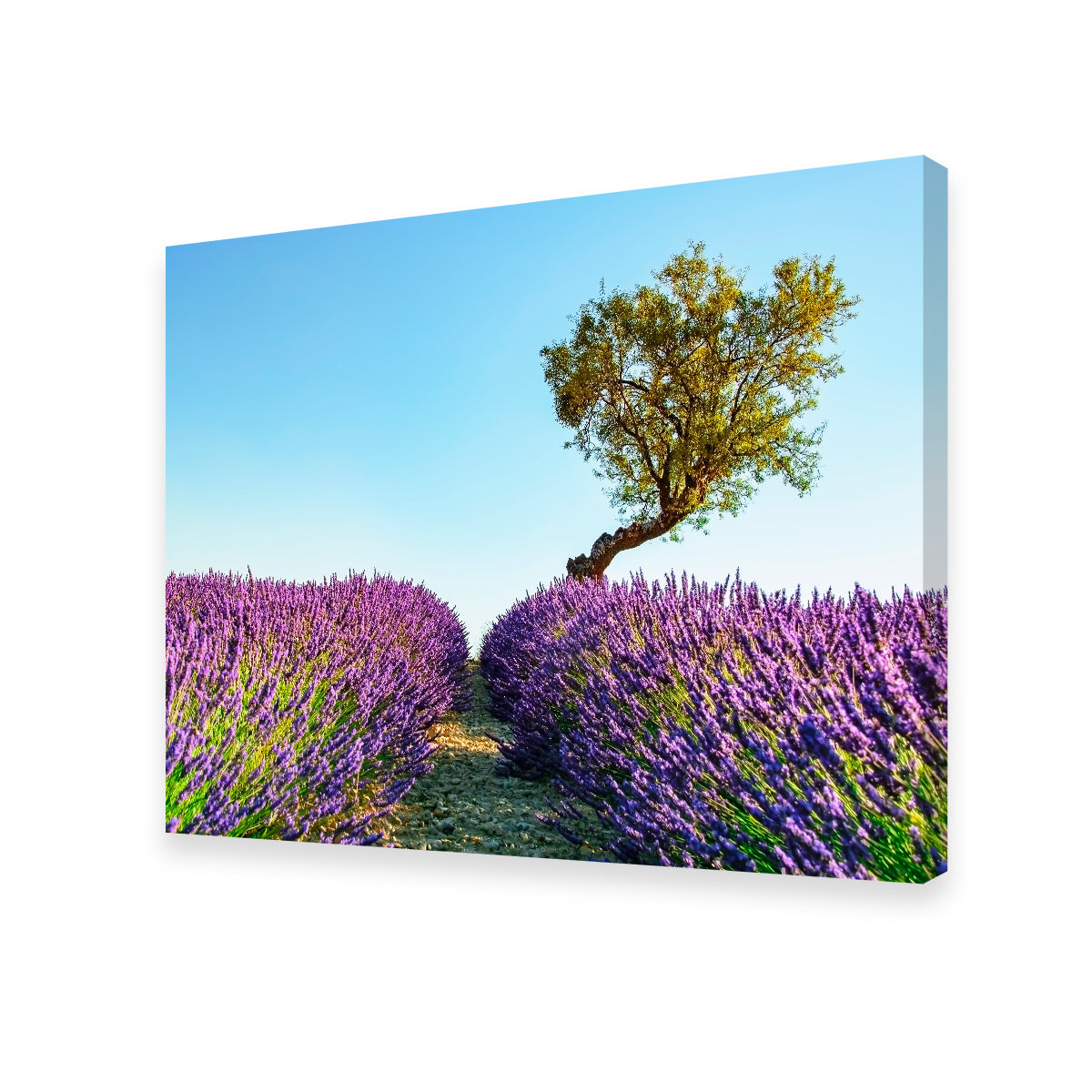 Provence Landscape Wall Art