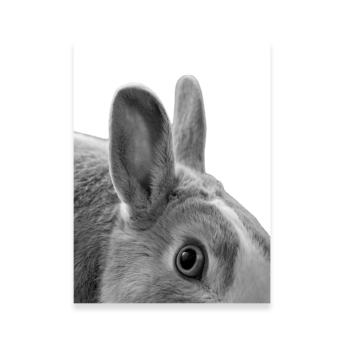 Rabbit Wall Art
