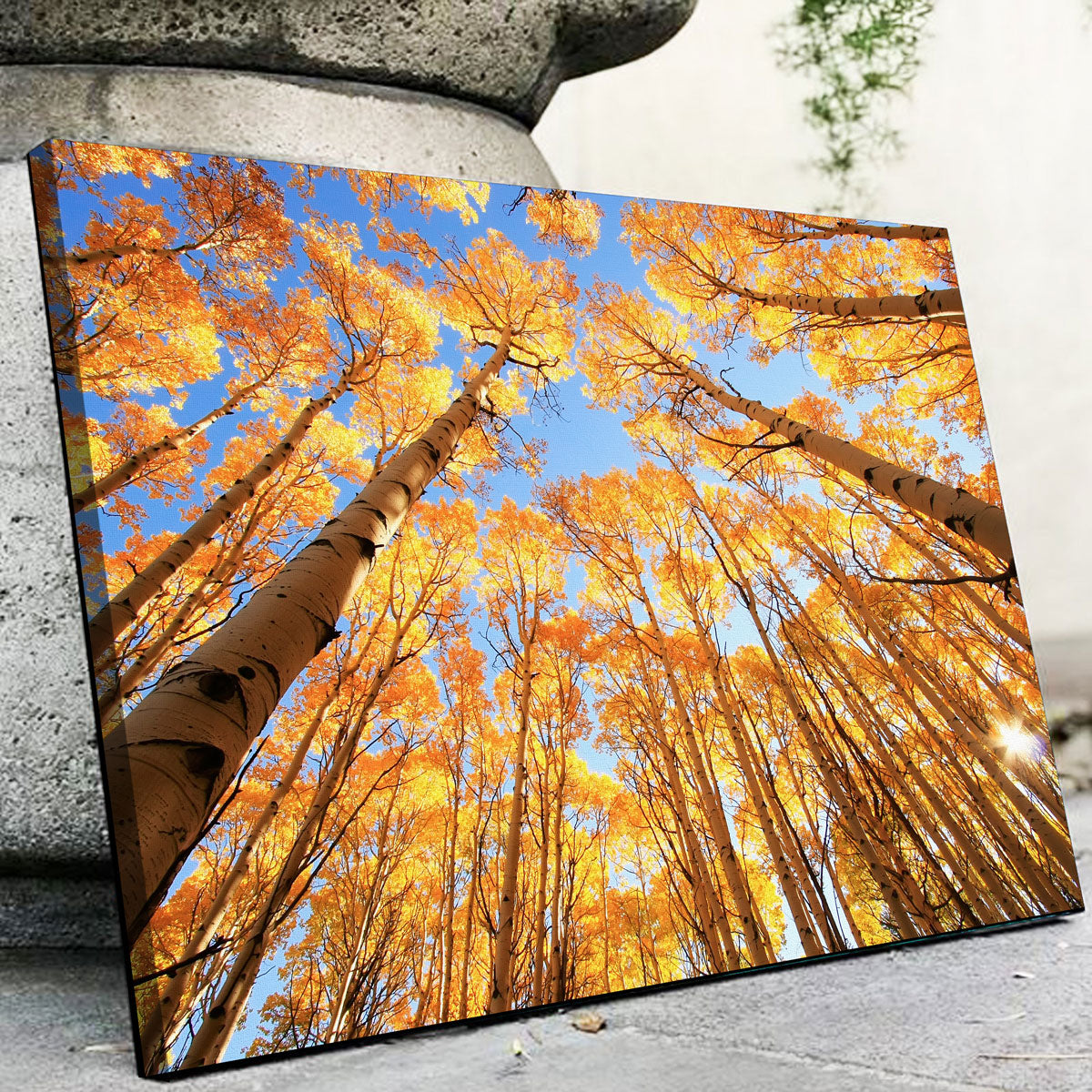 San Juan Aspens Wall Art