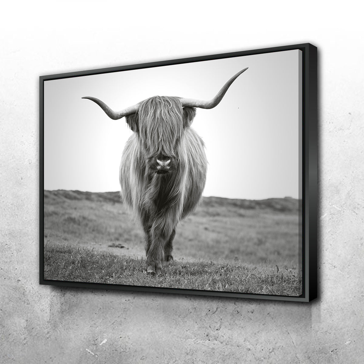 Scottish Bull Wall Art